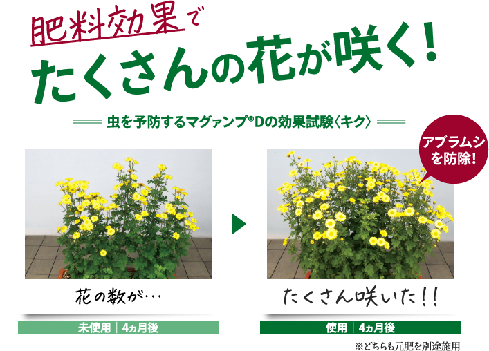 肥料効果でたくさんの花が咲く！ 虫を予防するマグァンプ®Dの効果試験〈キク〉 未使用14ヵ月後 花の数が… 使用14ヵ月後 たくさん咲いた！！ ※どちらも元肥を別途施用