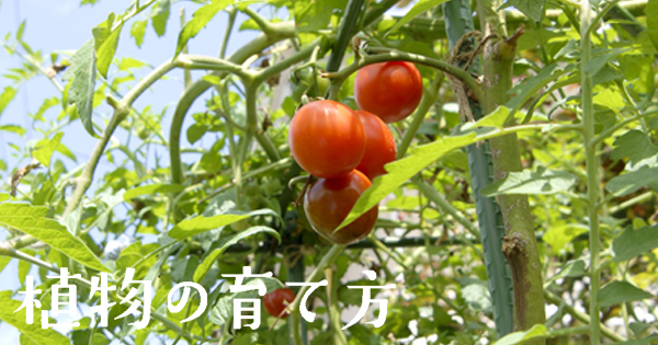 トマト 株式会社ハイポネックスジャパン