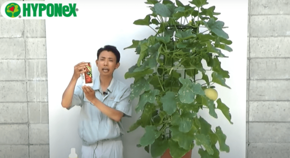 果樹 鉢植え の人気記事や動画 おすすめ商品をご紹介 ハイポネックスジャパン