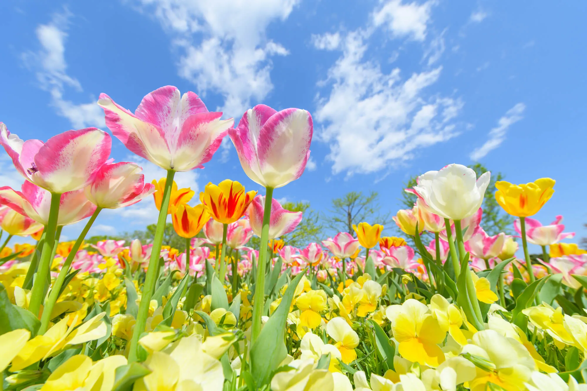 チューリップの育て方】チューリップの開花後の管理・春にすべき