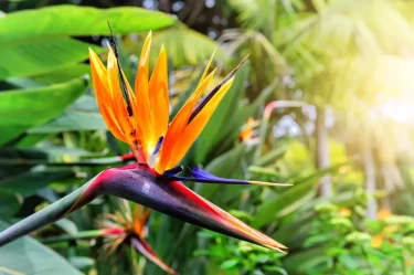 観葉植物・ストレリチア。花を咲かせるにはどうすればいい？ | 植物と