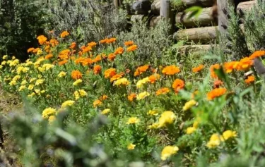 コンパニオンプランツの代表的な品種や相性のよい植物、それぞれの効果