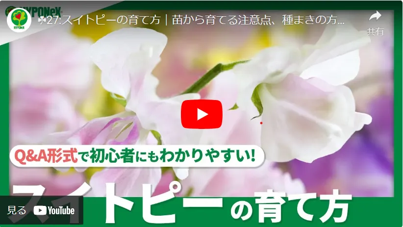 ドレスのような花びらが風にそよぐ スイートピーの育て方 | 植物と