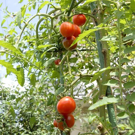 トマトの育て方や栽培のコツ 株式会社ハイポネックスジャパン