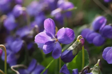 紫の花を咲かせる植物は？育てやすい種類を春夏秋冬に分けて紹介 | 植物とあなたをつなぐPlantia