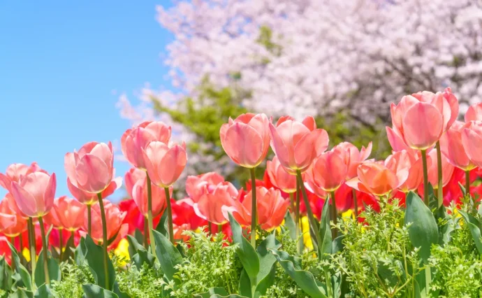 【春のガーデニング】 初心者の方にもおすすめの花20選や