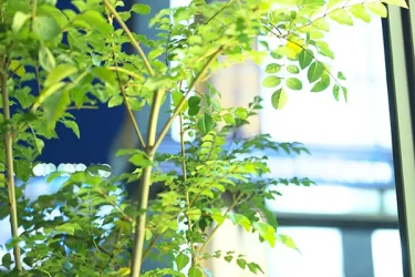 【庭木】【観葉植物】 シマトネリコの育て方｜室内でも問題ないの？植え替えや挿し木の方法などご紹介