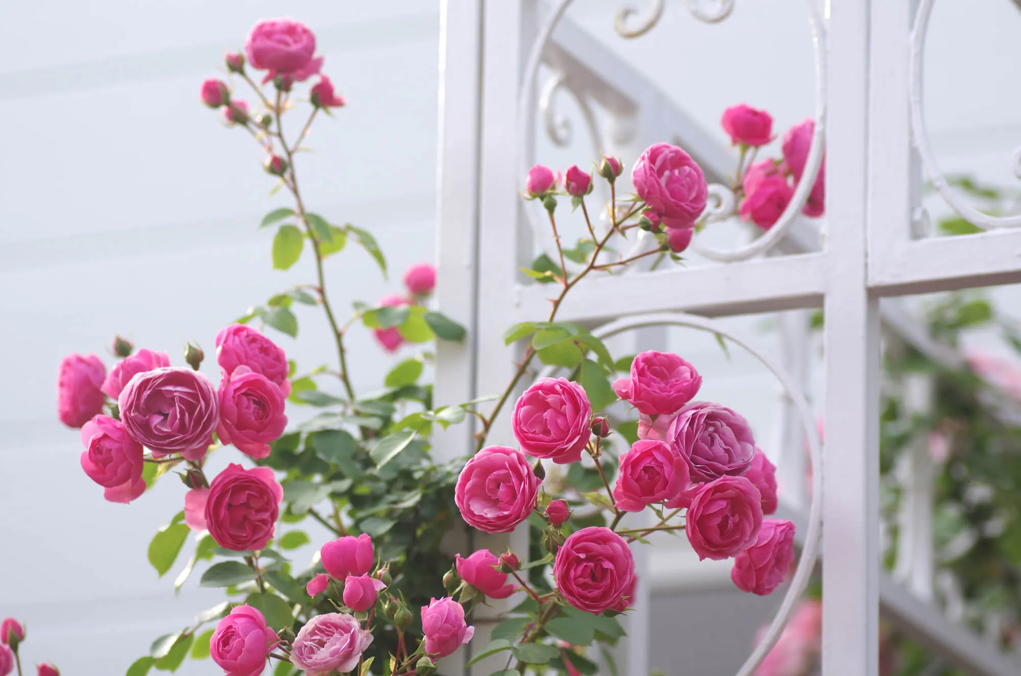 専用の薔薇苗3種類フラワー/ガーデン