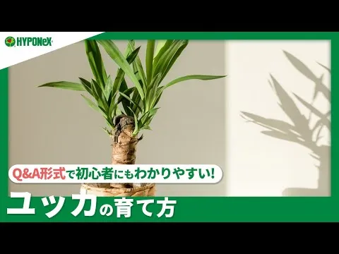 観葉植物】 ユッカの育て方｜剪定や植え替えについてご紹介します | 植物とあなたをつなぐPlantia