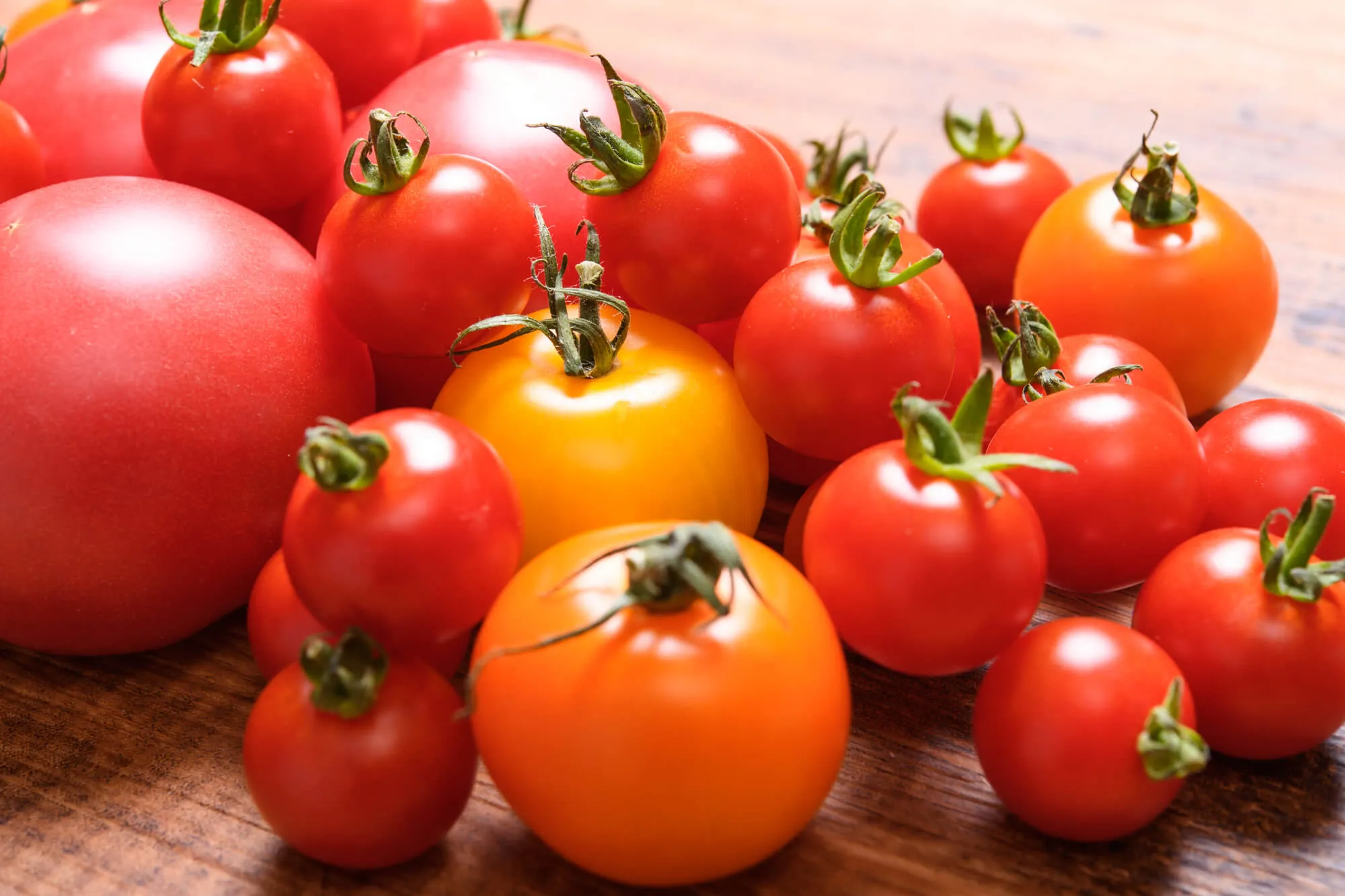 家庭菜園】 ミニトマト栽培を始めよう！ 植えつけのコツや育てるときの