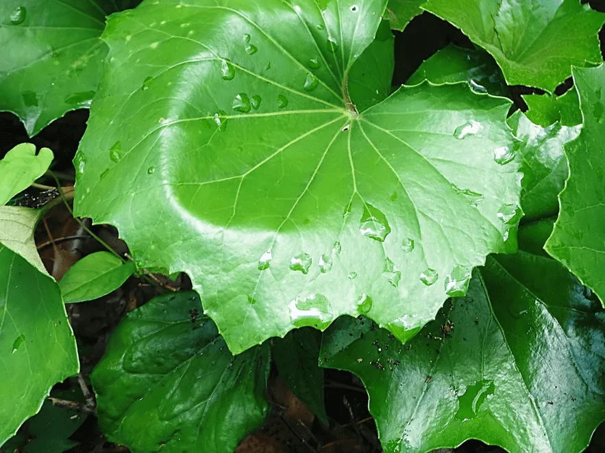 常緑のつややかな葉が美しいツワブキを 自宅で育てよう | 植物とあなたをつなぐPlantia