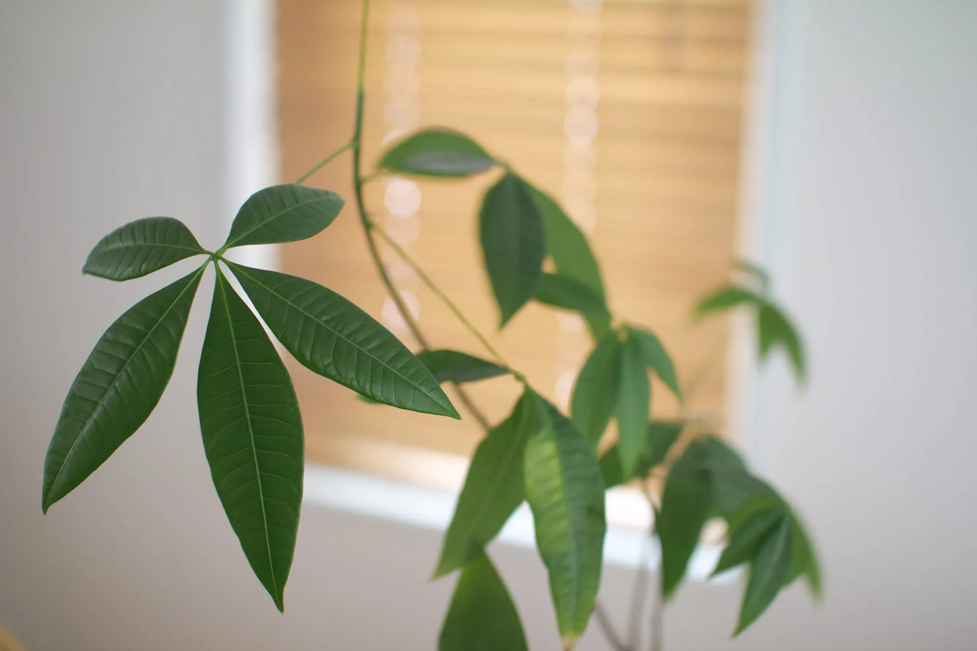 折れたパキラの葉っぱ - 植物/観葉植物