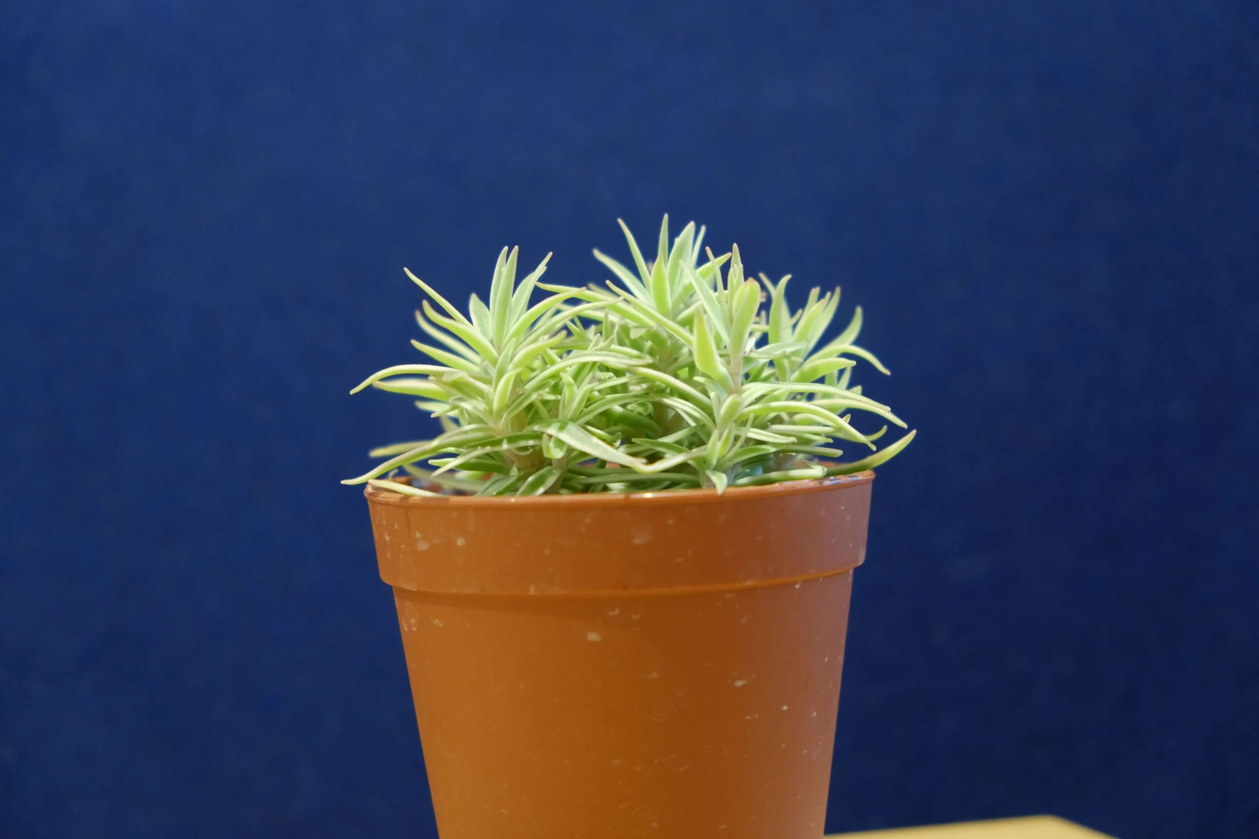 初心者にも育てやすい♪覆輪万年草（ふくりまんねんそう） | 植物とあなたをつなぐPlantia