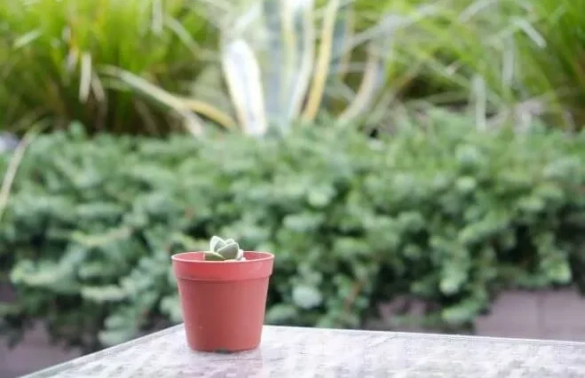 まるで五重の塔！変わった形のタワー多肉『紀の川』 | 植物と