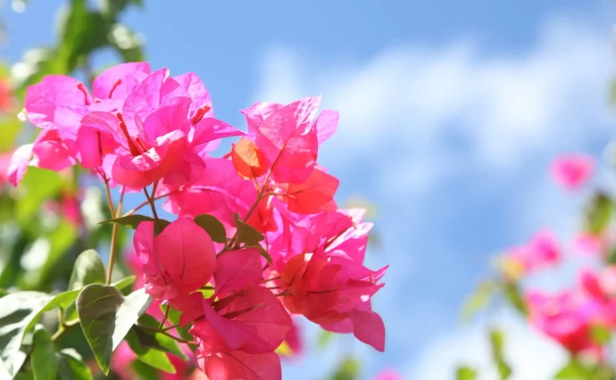 初夏のお庭をビビッドに彩る。ブーゲンビリアの育て方 | 植物と