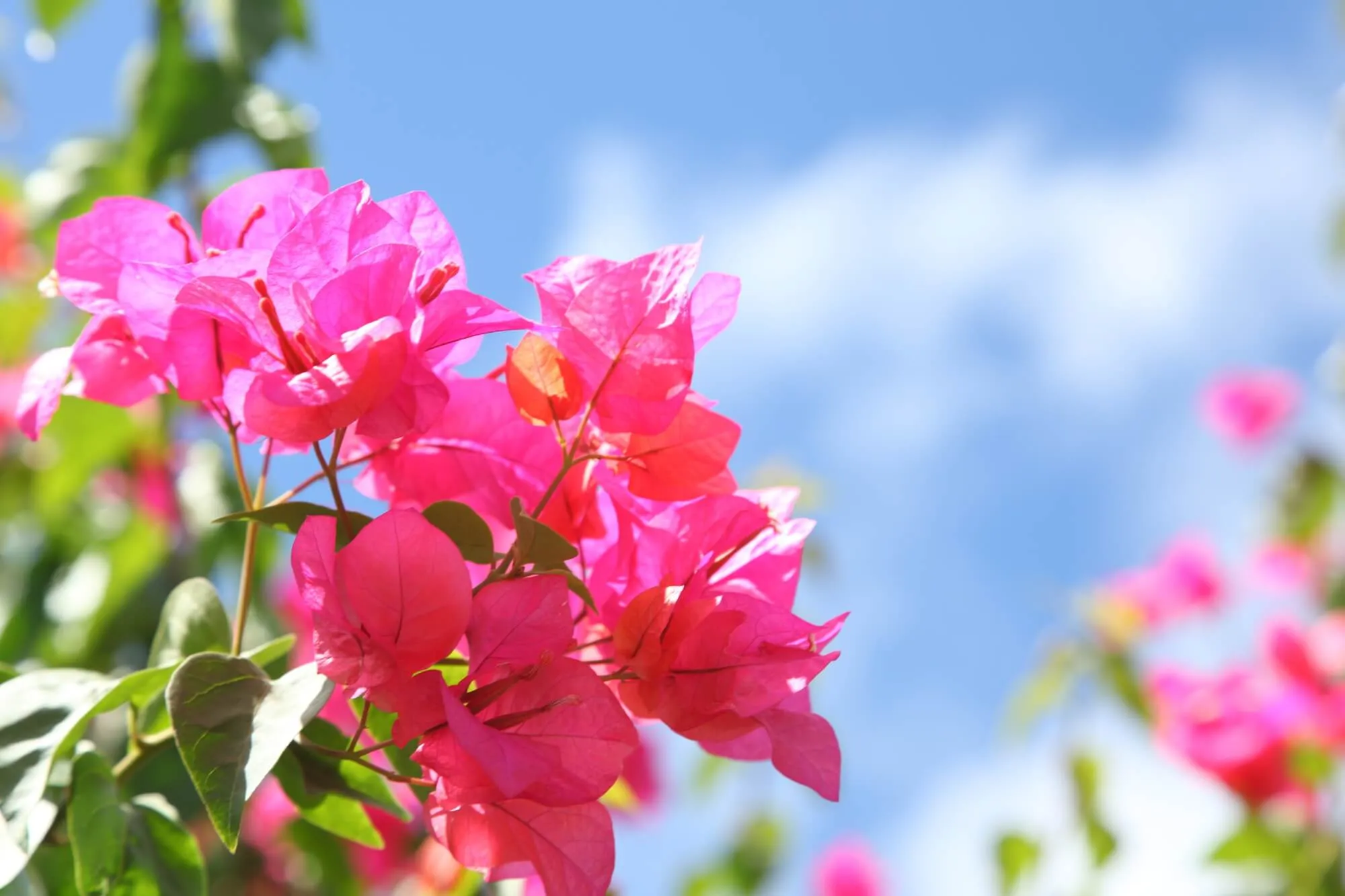 初夏のお庭をビビッドに彩る。ブーゲンビリアの育て方 | 植物とあなた