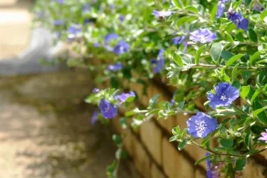 爽やかな青い花が夏にぴったり！アメリカンブルーの育て方 | 植物と