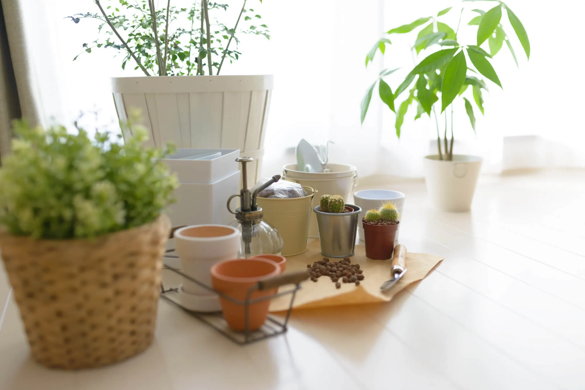 園芸を始める前に！知っておきたい植木鉢の基本 | 植物とあなたを