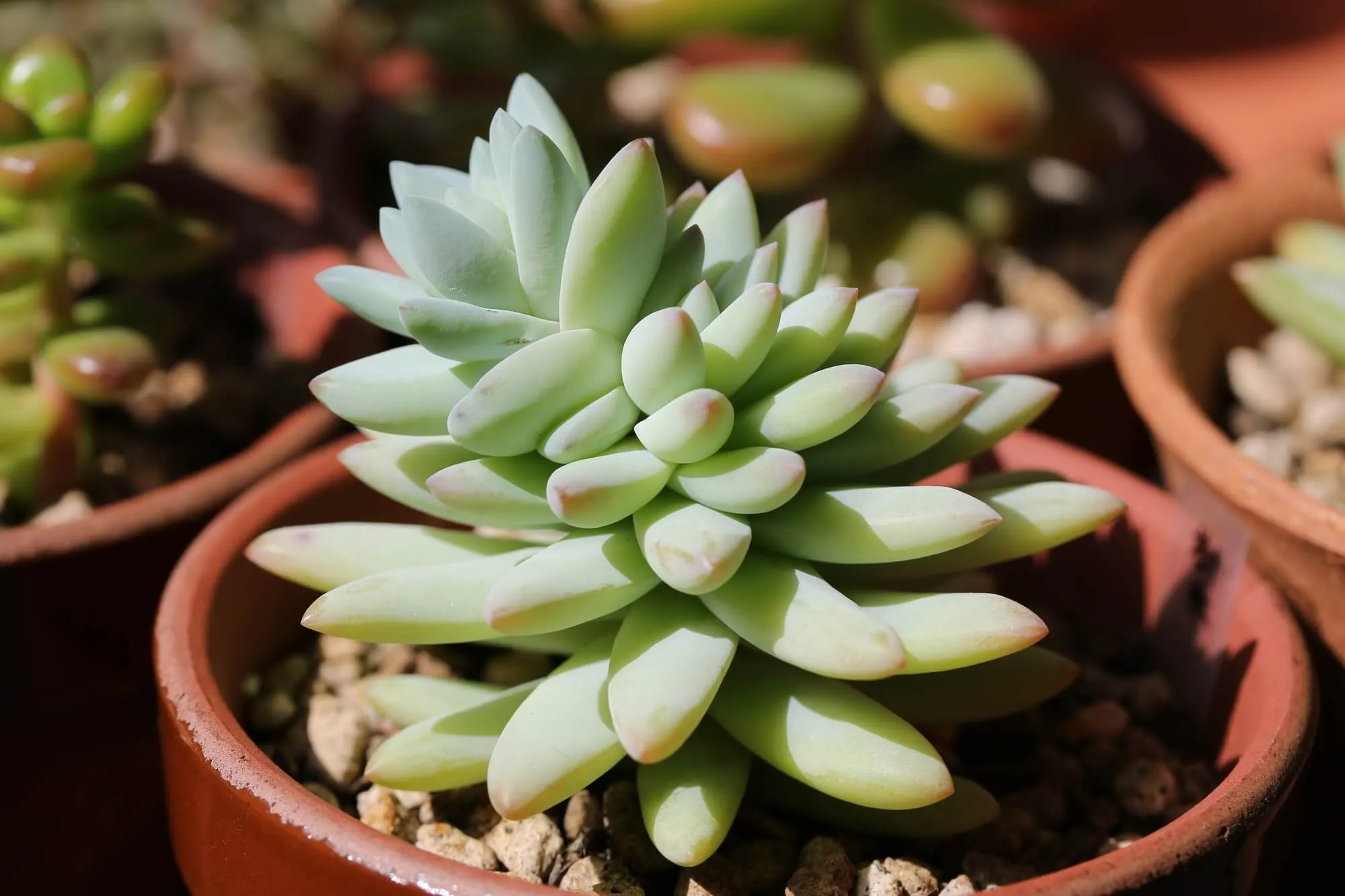 ぷくぷくして可愛い！育てやすい多肉植物セデベリア属、おすすめ品種