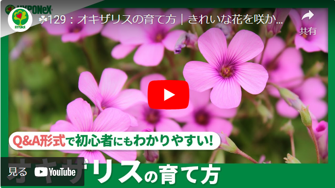 ☘129：オキザリスの育て方｜きれいな花を咲かせるには？水やりや肥料など日々の管理もご紹介  【PlantiaQ&A】植物の情報、育て方をQ&A形式でご紹介