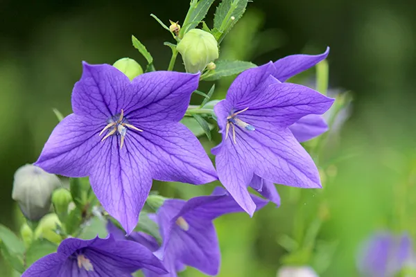 9月に咲く花5選｜ガーデニングにおすすめの種類や基本の育て方 | 植物