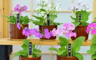 サクラソウ 江戸から伝わる日本らしい春の花 | 植物とあなたをつなぐ