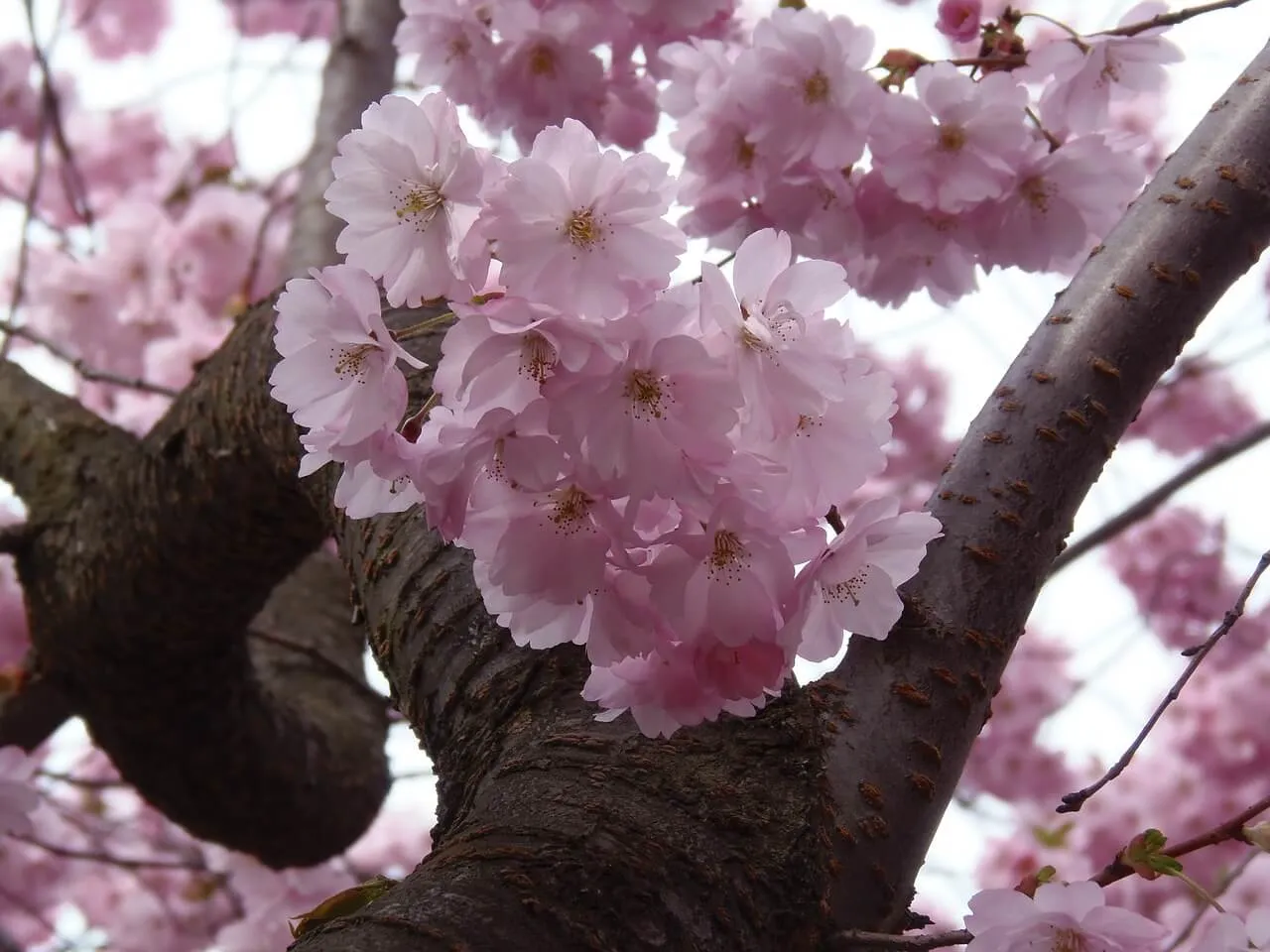 桜の育て方】サクラは自宅でも育てられる！ 育て方のポイントは