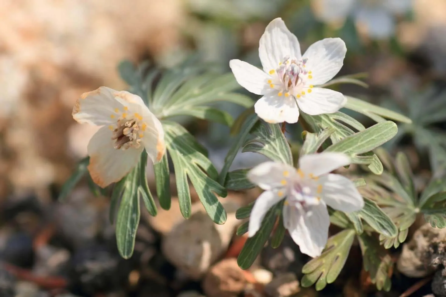 山野草 節分草（セツブンソウ）「濃赤花」と「素心」のセット 1 - 鉢植え