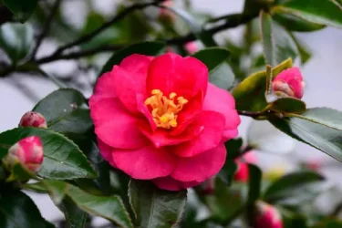 サザンカの育て方】ひたむきな花の姿が心を和ませる。 冬に咲く山茶花を育ててみよう | 植物とあなたをつなぐPlantia