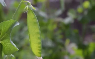 【家庭菜園】 【エンドウマメの育て方】エンドウマメは春から夏にかけて収穫可能！　お庭やベランダでの育て方