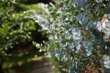 ユーカリの育て方】日頃のお手入れや摘心、植え替え、挿し木のコツ