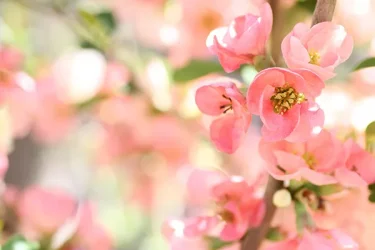 ボケの育て方｜日々のお手入れのコツや増やし方のポイント | 植物と