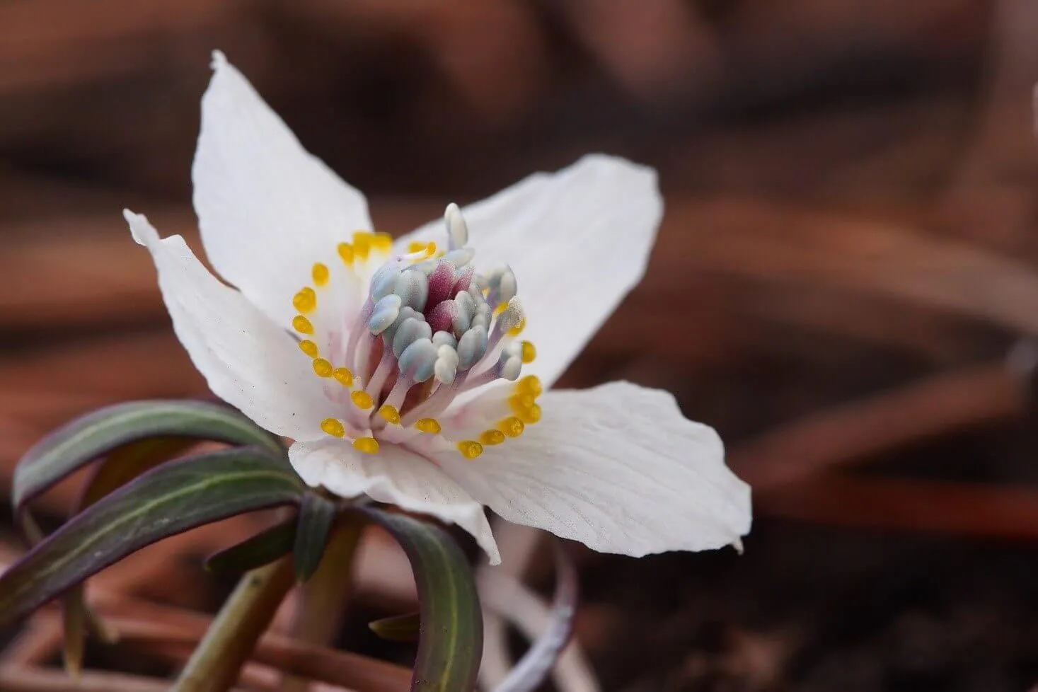 節分草（セツブンソウ）の育て方】2月に花咲く可憐な花、春の訪れを