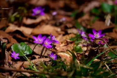 山野草おススメ10選｜初心者でも育てやすい品種を中心にご紹介 | 植物