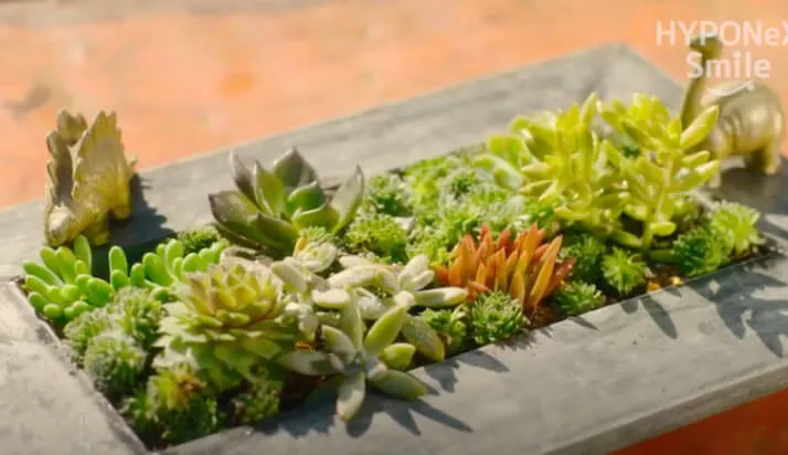 ⭐️多肉植物⭐️そのまま飾れるワイヤーバスケット 寄せ植え』 ごまかさ