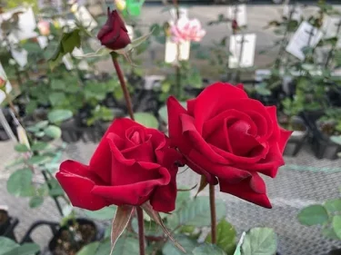 専用の薔薇苗3種類