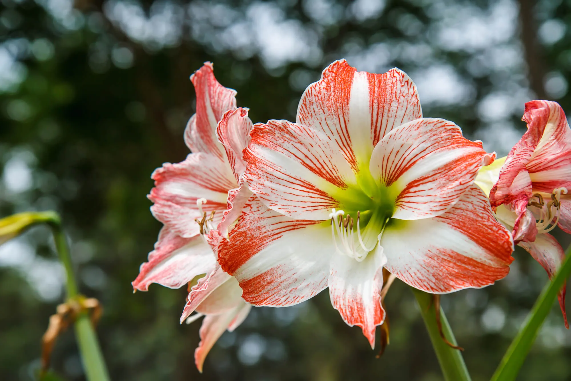 アマリリスの育て方｜球根栽培にチャレンジ！鮮やかな大輪の花を咲かせ