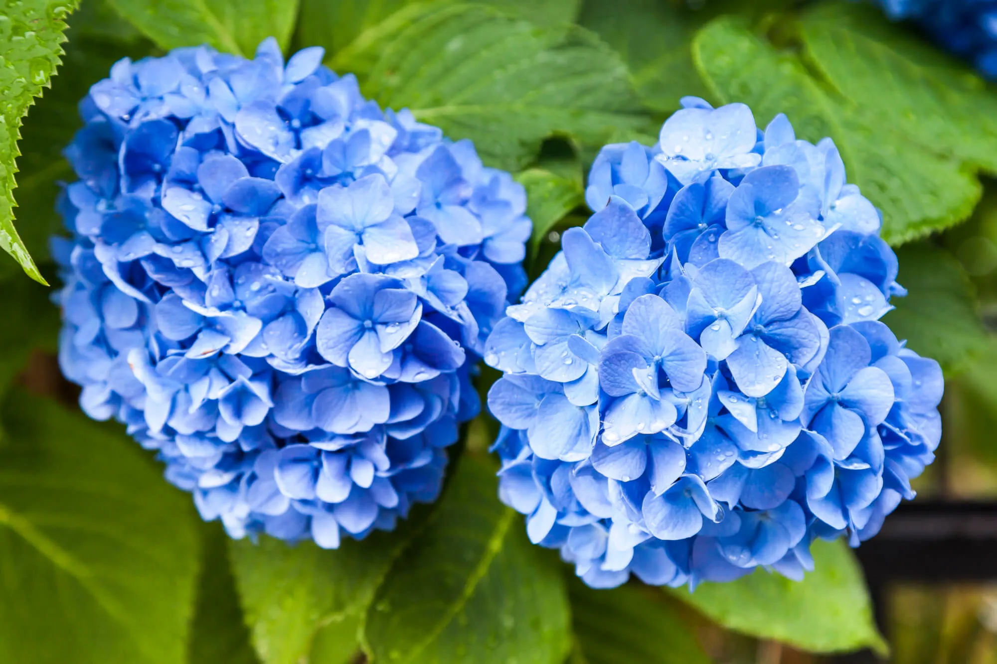 梅雨の風物詩・アジサイの育て方｜自宅で美しい花を咲かせるコツ