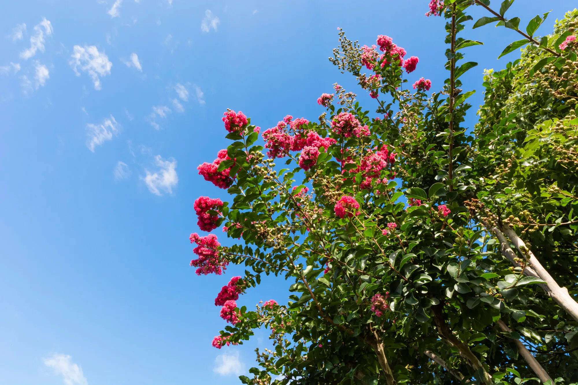 サルスベリの剪定方法は？たくさん花を咲かせるコツは？ | 植物とあなたをつなぐPlantia