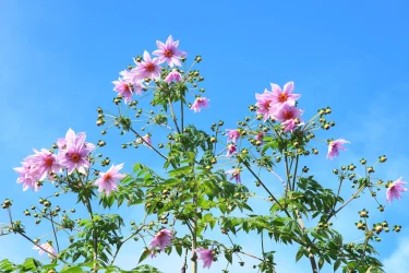 ダリアの王様「皇帝ダリア」、晩秋に美しい花を咲かせるコツ | 植物と