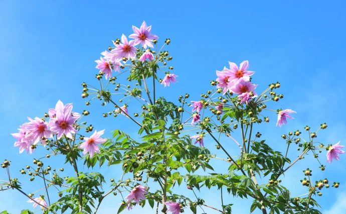 ダリアの王様「皇帝ダリア」、晩秋に美しい花を咲かせるコツ | 植物とあなたをつなぐPlantia