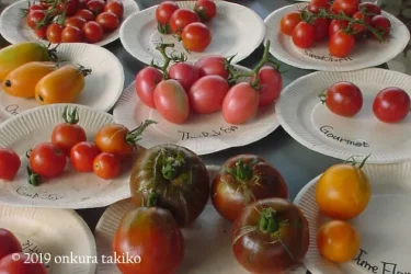 エアルームトマトを知って家庭菜園のさらなる扉を開けよう！ | 植物と