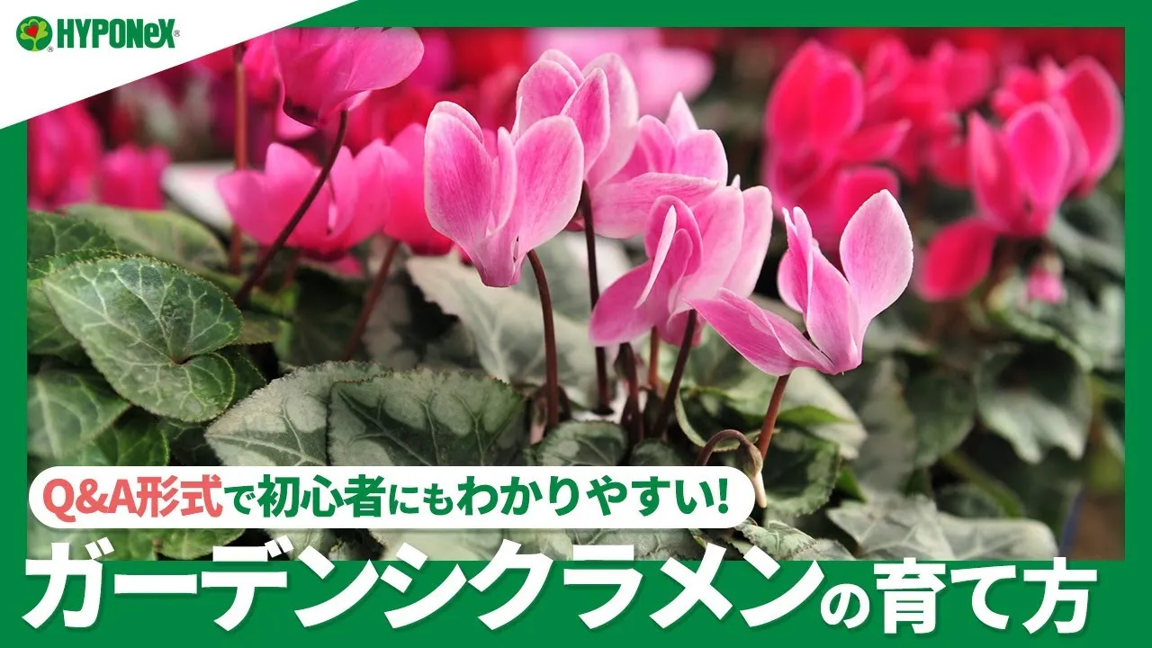 シクラメンの育て方】シクラメンを翌年以降も咲かせるために。休眠の