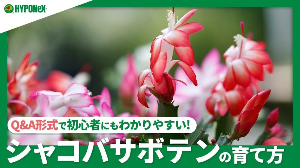 ☘60：シャコバサボテンの育て方｜花を上手に咲かせるには？水やりなどの日々の管理、花の咲かせ方、増やし方などご紹介。【PlantiaQ&A】植物の情報、育て方をQ&A形式でご紹介