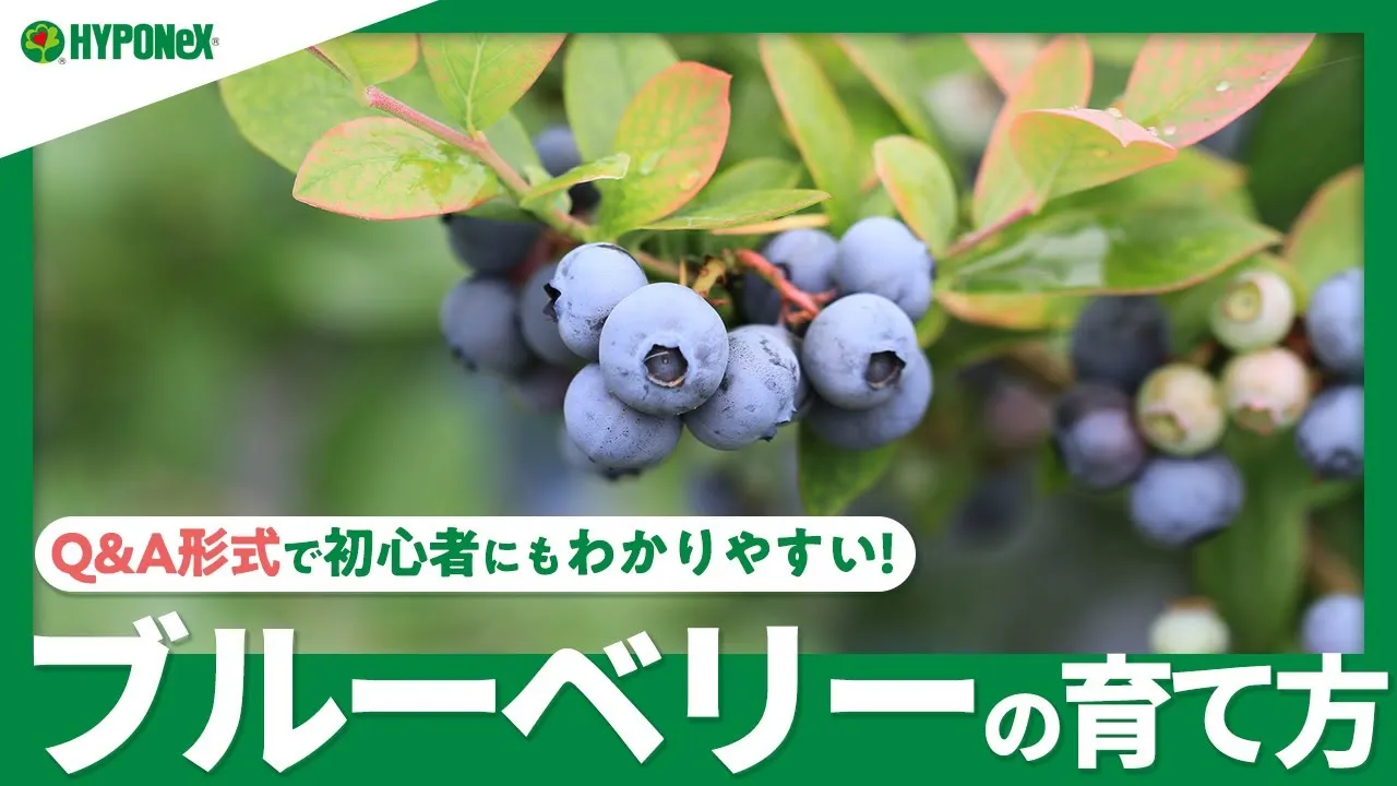 おすすめの果樹7選｜特長や基本的な育て方などもご紹介 | 植物とあなた