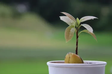 果樹栽培】【アボカドの育て方】|種から発芽させてアボカドを栽培しよう！ | 植物とあなたをつなぐPlantia