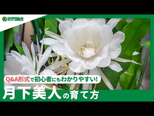 ☘204：【Q&A】月下美人の育て方｜花を年に複数回咲かせる方法は？水やりや肥料などの管理方法もご紹介