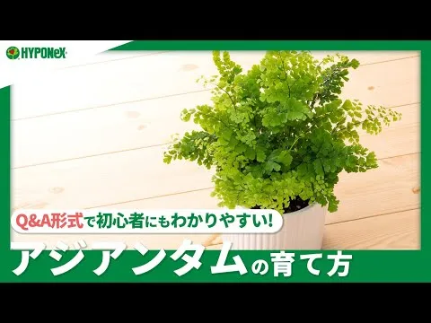 ☘:206：アジアンタムの育て方｜きれいな葉を保つ方法は？水やりや肥料などの管理方法｜【PlantiaQ&A】植物の情報、育て方をQ&A形式でご