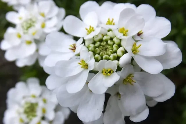 イベリスの育て方】 香りも姿も砂糖菓子のように愛らしい！ イベリスの花を育てよう | 植物とあなたをつなぐPlantia