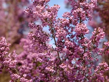 可憐な花がたくさん咲くエリカの木を、ご自宅に植えて育てよう | 植物とあなたをつなぐPlantia